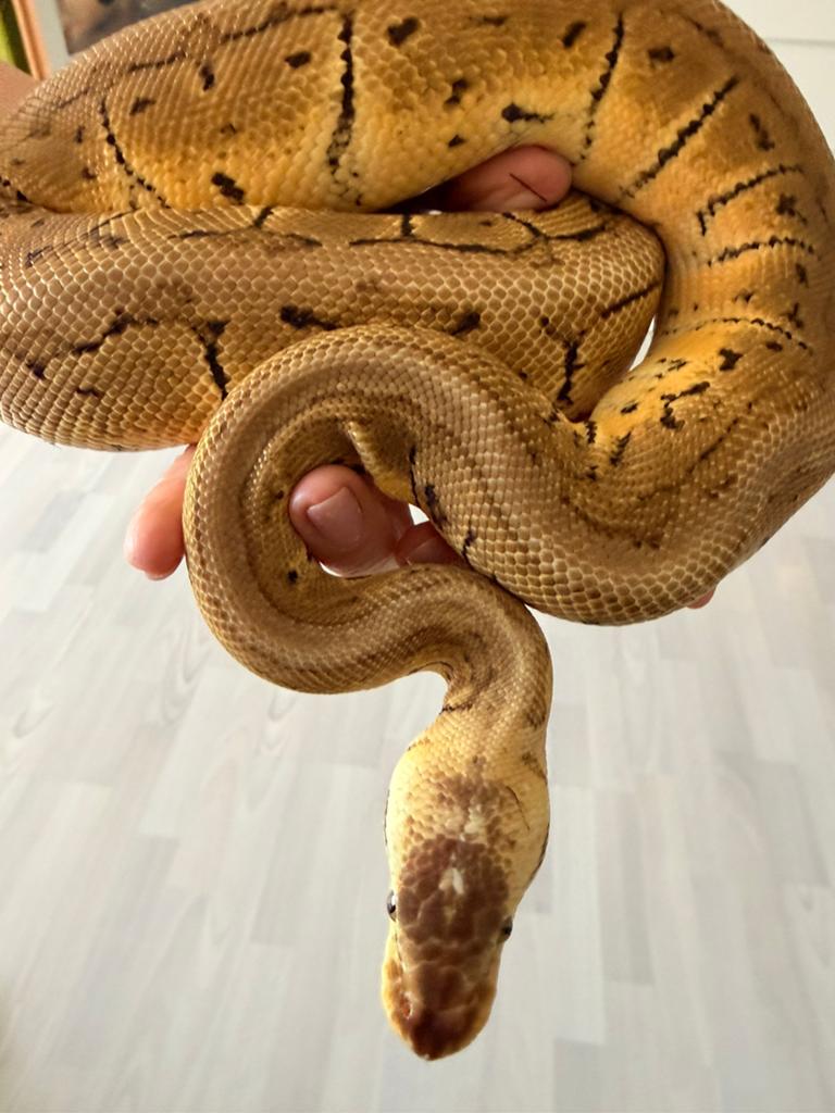 Mooie vrouwelijke Lemonblast het Clown (11/2023), Dieren en Toebehoren, Reptielen en Amfibieën, Slang