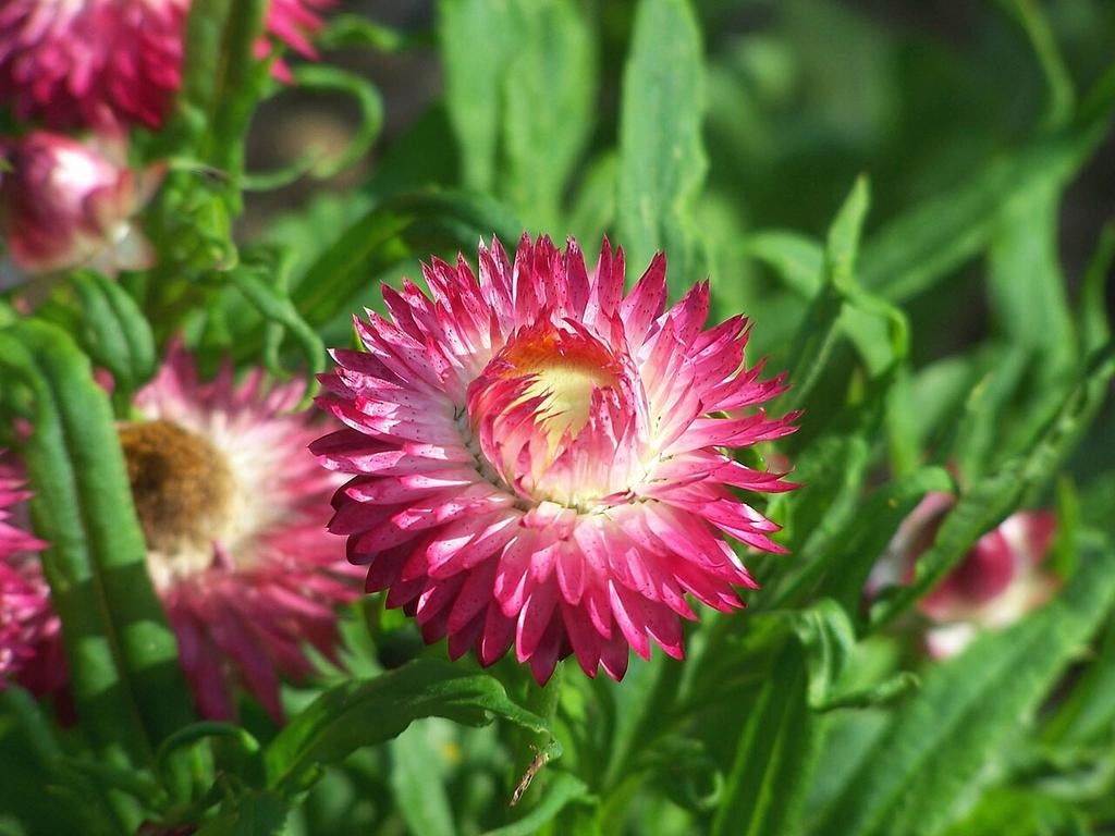 Graines de fleur de paille, Xerochrysum bracteatum, Jardin & Terrasse, Bulbes & Semences, Envoi