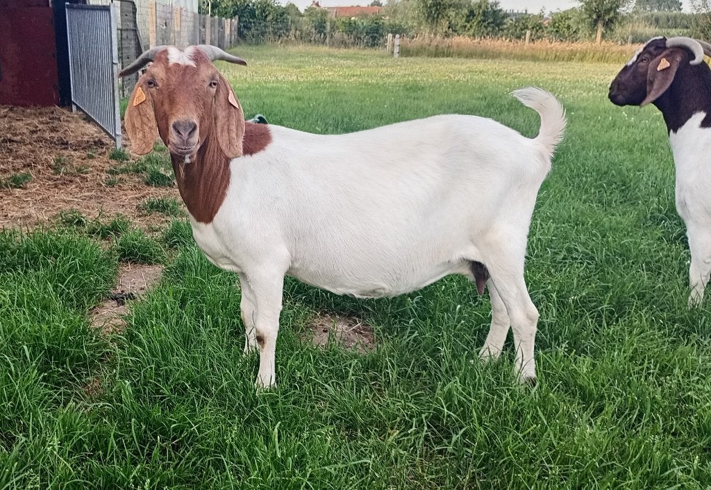Boergeit met stamboek, Dieren en Toebehoren, Schapen, Geiten en Varkens, Geit, Vrouwelijk, 3 tot 5 jaar