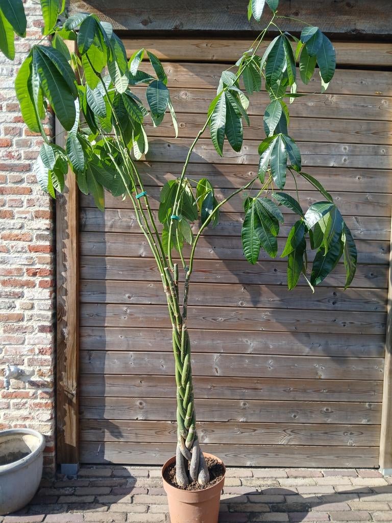 Geldboom 220 cm hoog, Ophalen