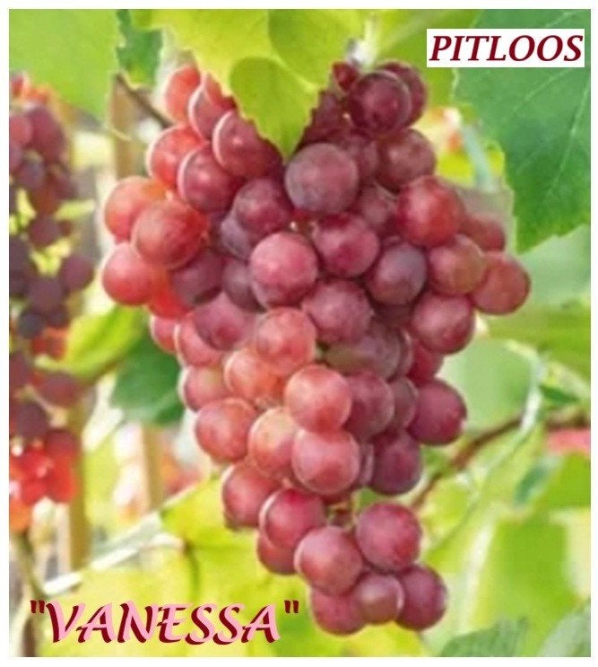 RODE, WITTE & BLAUWE DRUIVENPLANTEN, OOK PITLOZE. 12€/STUK, Volle zon, Vaste plant, Ophalen of Verzenden, Fruitplanten