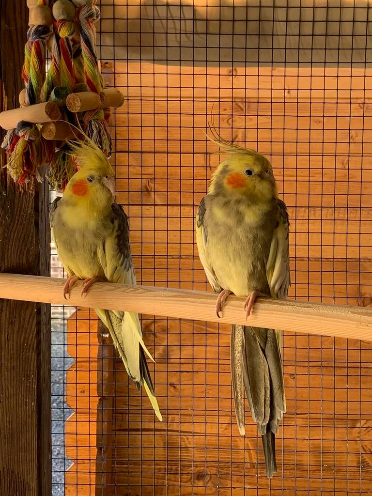 2 valkparkieten, Dieren en Toebehoren, Vogels | Parkieten en Papegaaien