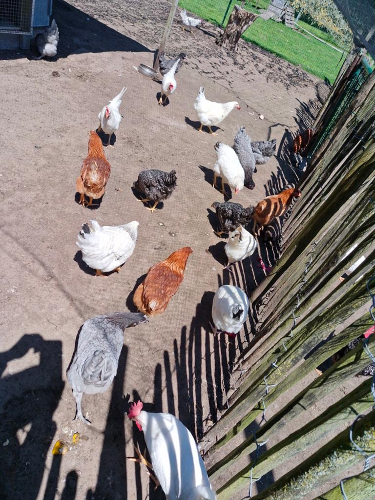 Legkippen leghennen, Dieren en Toebehoren