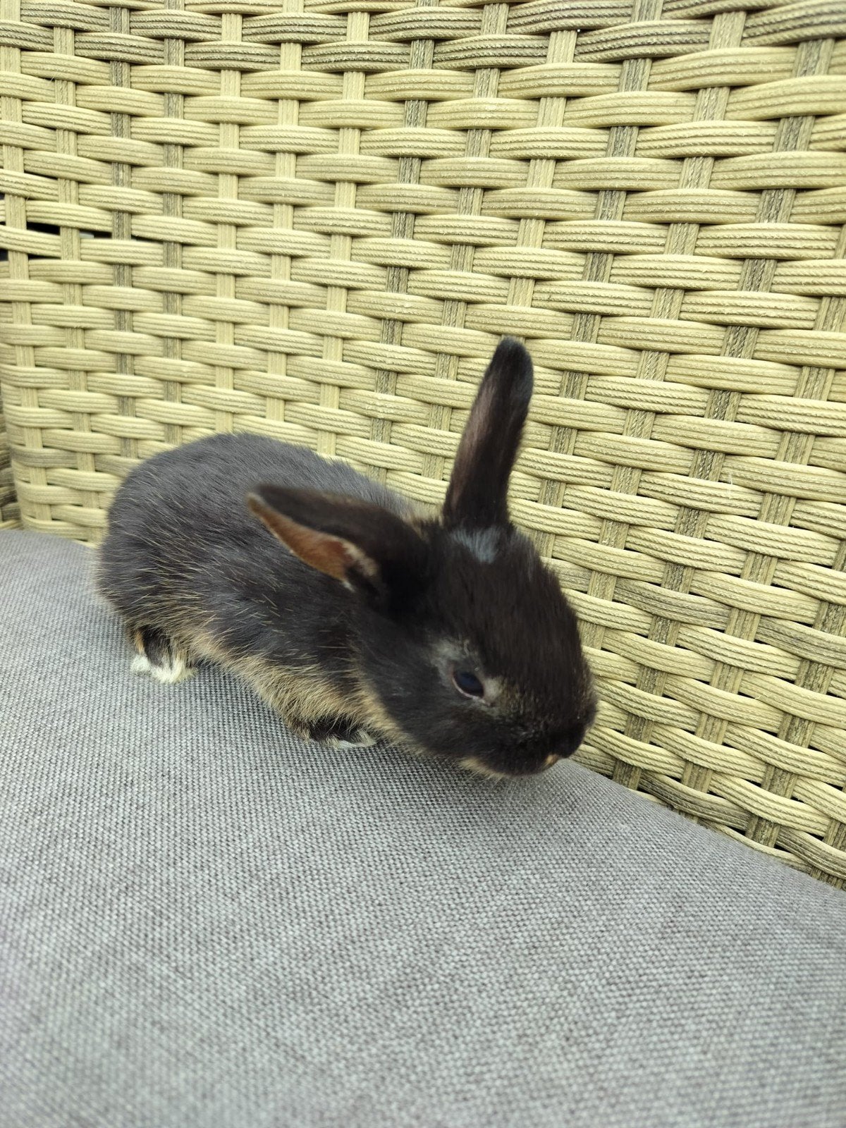 Dwergkonijn, Dieren en Toebehoren, Konijnen