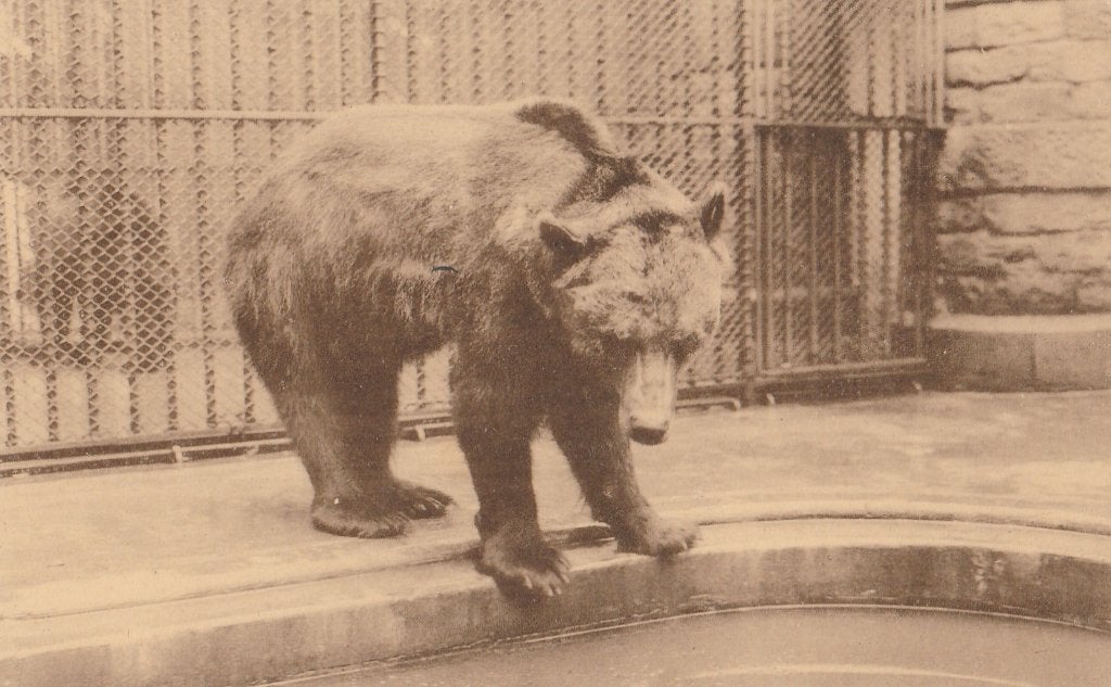BRUINE  BEER  in  ZOO  ANTWERPEN, Verzamelen, Postkaarten | Dieren, Ophalen of Verzenden, Ongelopen, Wild dier