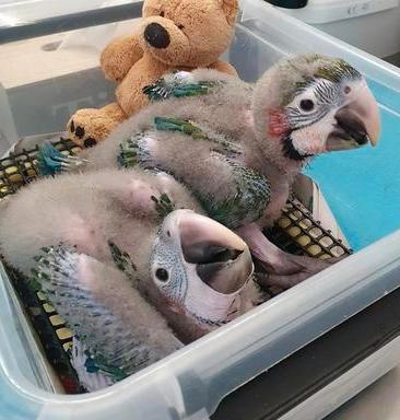 Taper plutôt que apprivoiser ! Jeune ara arlequin, Animaux & Accessoires, Mâle, Perroquet, Parleur