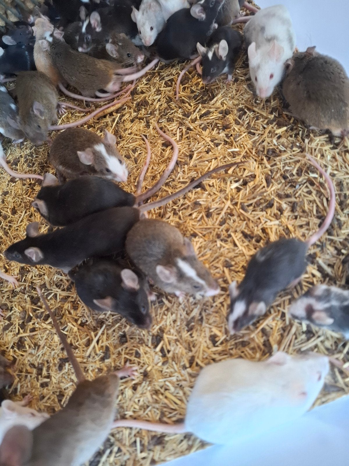 Voedermuizen, Animaux & Accessoires, Rongeurs, Mars, Plusieurs animaux, Souris
