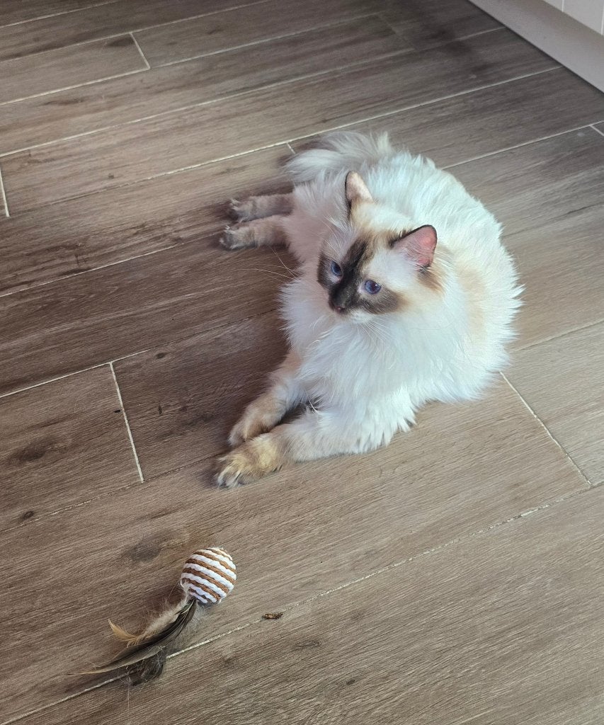Chat Ragdoll, Chatte ou Chat, Avec pedigree, 0 à 2 ans