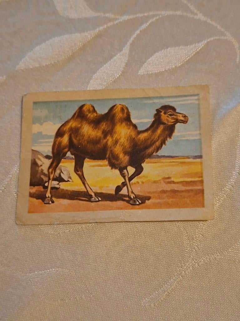 Prentje/Chromo : De kameel/Chocolade Jacques, Enlèvement ou Envoi, Utilisé, Nature, Gravure