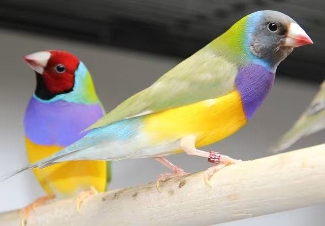Vend couple de gould diamant jaune bagué 2024., Animaux & Accessoires, Oiseaux | Oiseaux Autre, Bagué