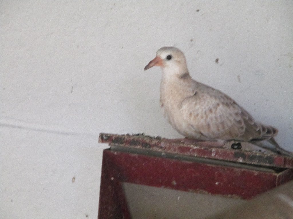 une jolie colombe, Dieren en Toebehoren, Vogels | Duiven, Vrouwelijk, Tortelduif