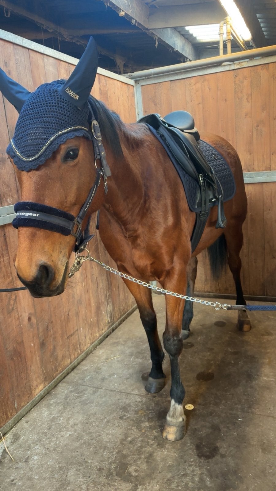 Paard te koop, Zadelmak, 7 tot 10 jaar, Merrie, Gechipt