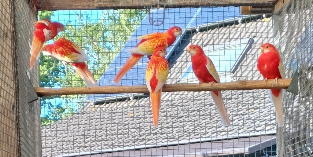 rubino rosella's 2026, Dieren en Toebehoren, Vogels | Parkieten en Papegaaien, Meerdere dieren, Parkiet, Geringd