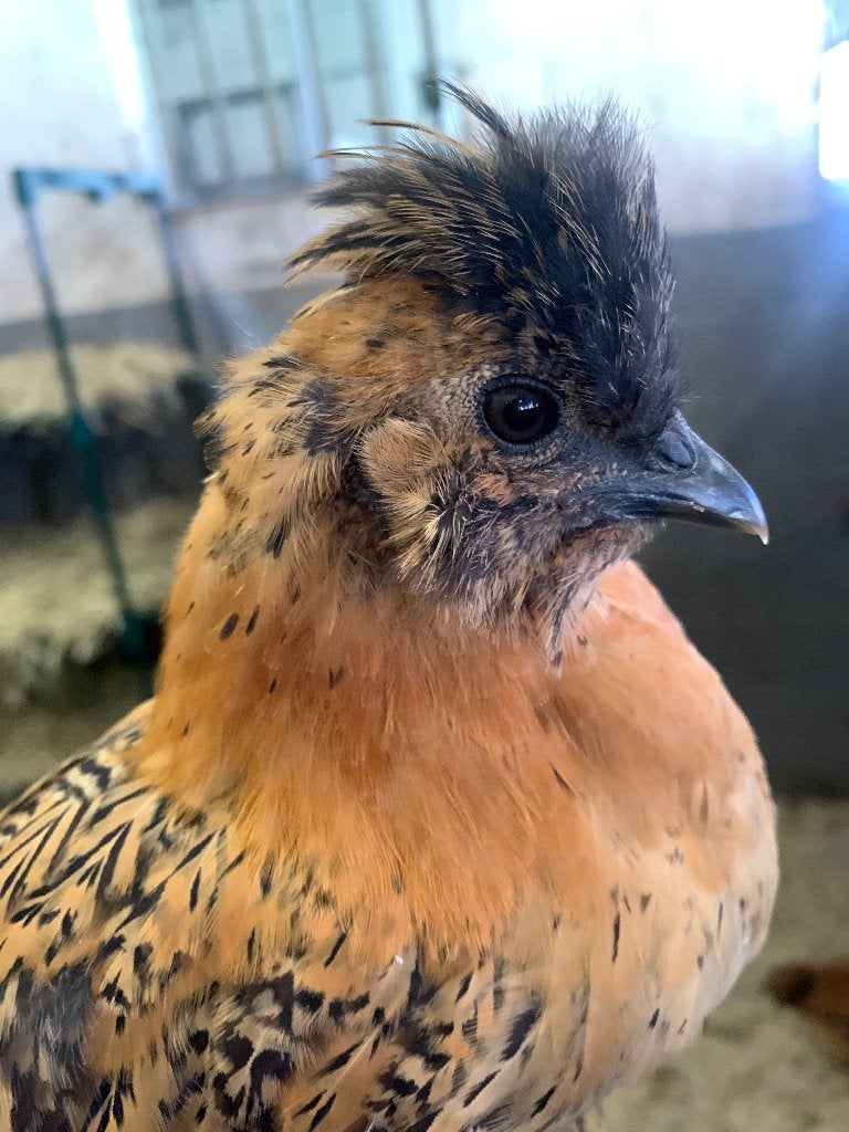 8 kuikens brahma kriel mix. Met baard en/of kuif en sokken., Dieren en Toebehoren, Geslacht onbekend, Kip