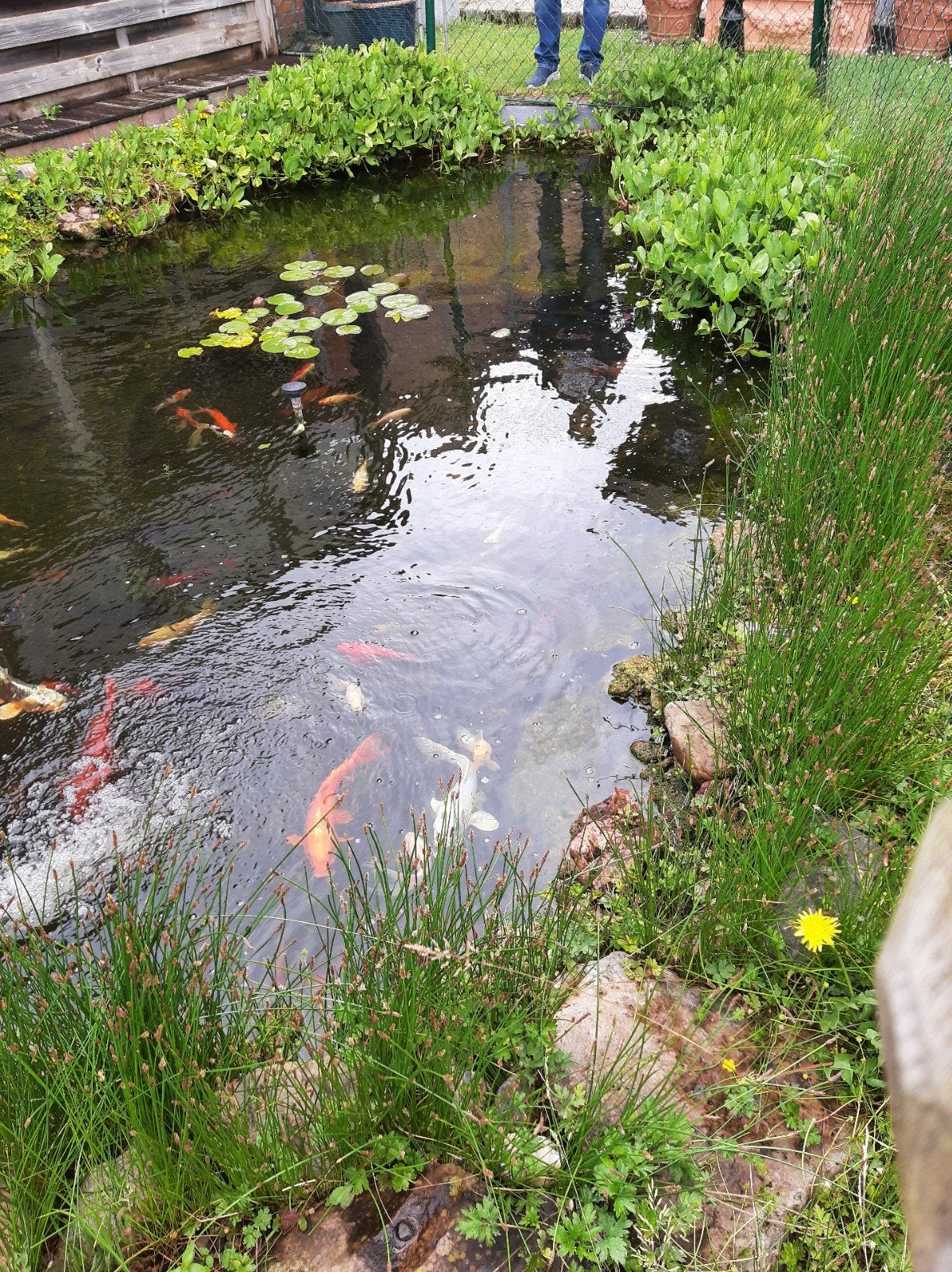 Thuin vijver met verschillende vissen kois groot en klein, Ophalen