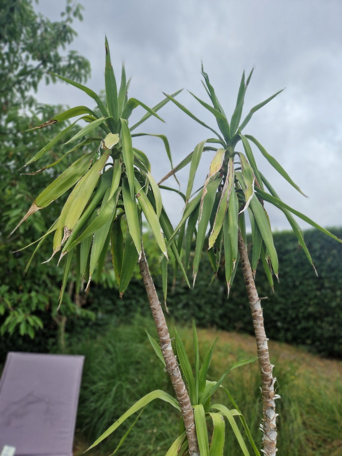 Grand palmier yucca 240 cm avec pot décoratif, Enlèvement, Palmier