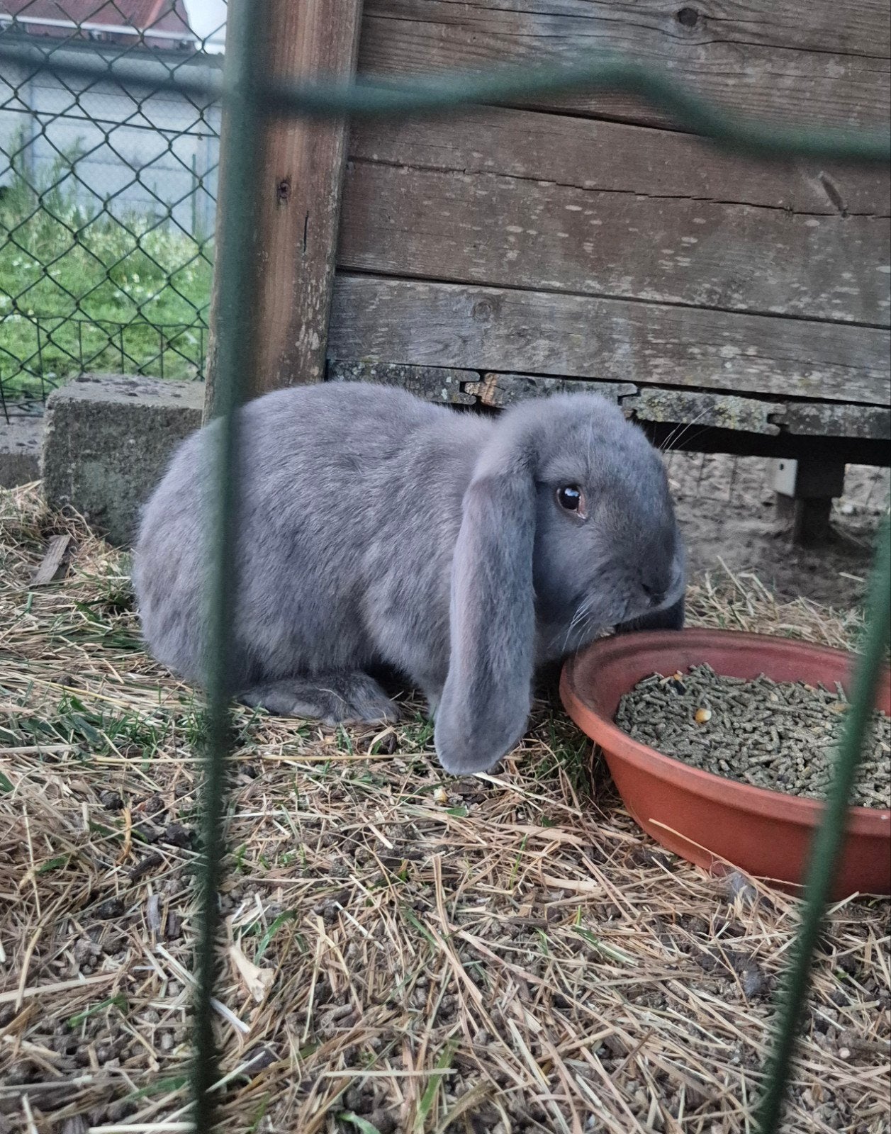 Franse hangoor [ Ram ], Dieren en Toebehoren, Konijnen, Mannelijk, Middelgroot, Hangoor, 0 tot 2 jaar