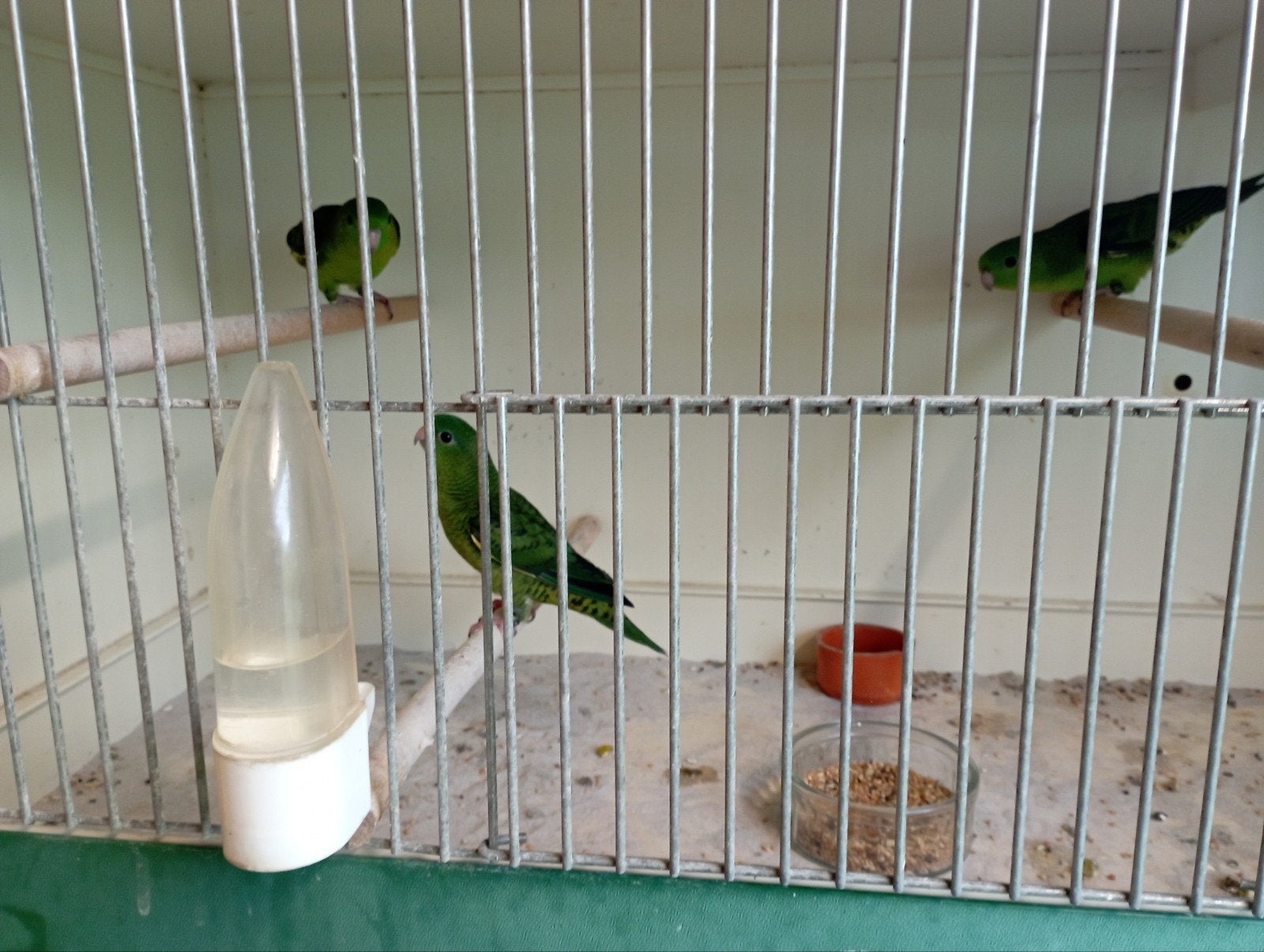 Catharina parkieten, Plusieurs animaux, Perruche, Bagué