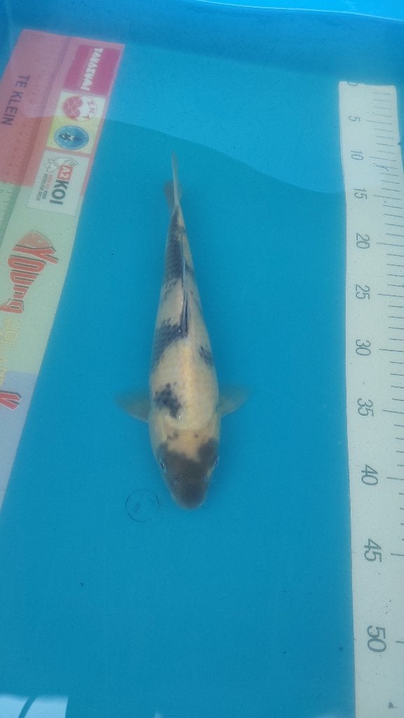 Koi, Dieren en Toebehoren