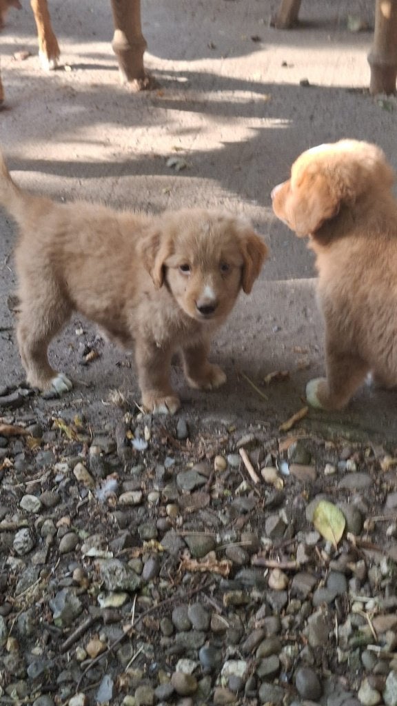 toller pups, beide ouders zijn hier aanwezig, Maladie de Carré (chiens), Autres races, Plusieurs, Belgique