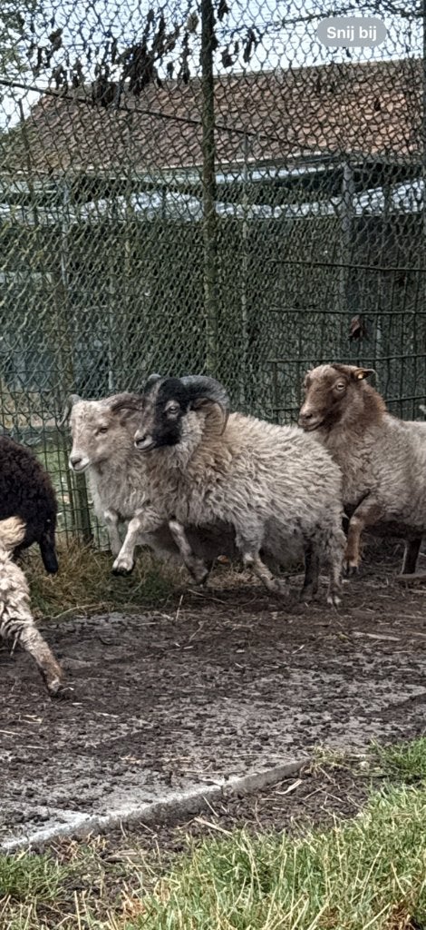 Ouessant schapen, Vrouwelijk, Schaap, 0 tot 2 jaar
