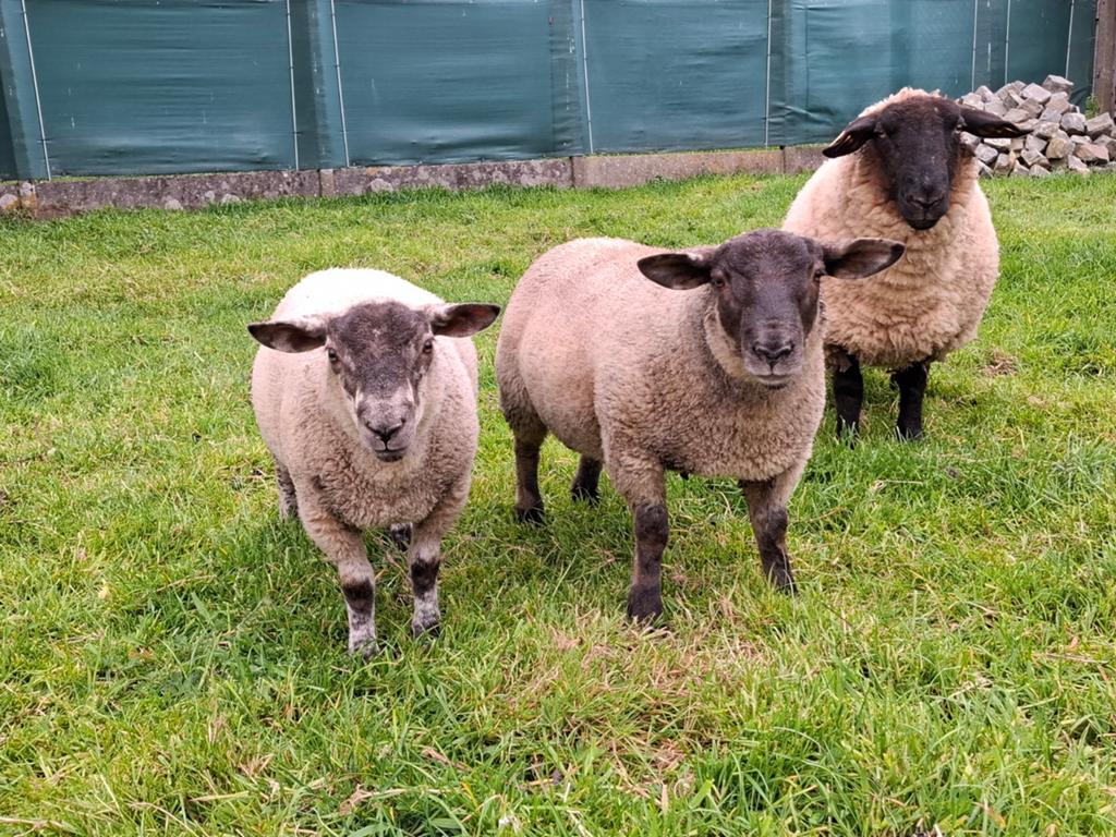 Suffolkooi met ramlammeren gereserveerd, Dieren en Toebehoren, Schapen, Geiten en Varkens
