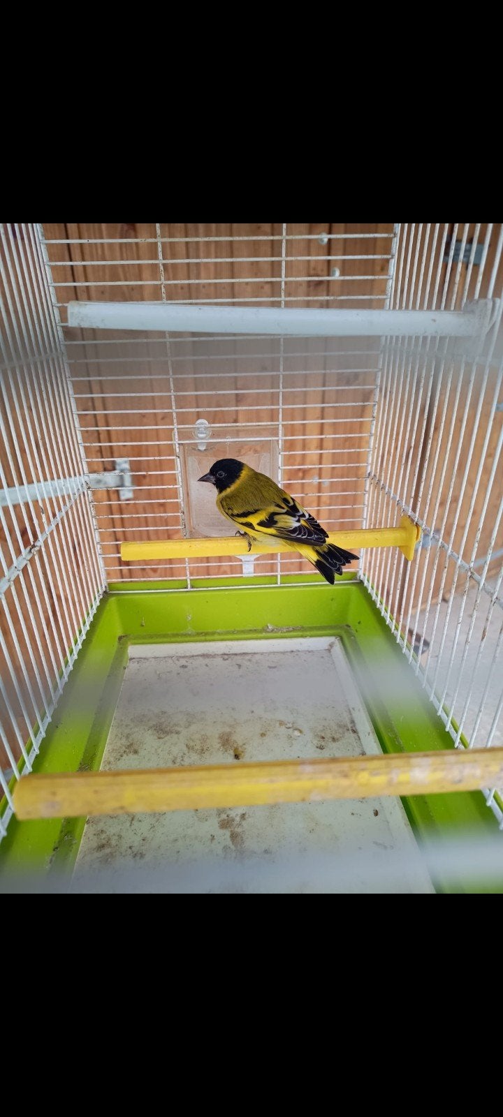 Zwartkopsijs man, Animaux & Accessoires, Oiseaux | Oiseaux Autre