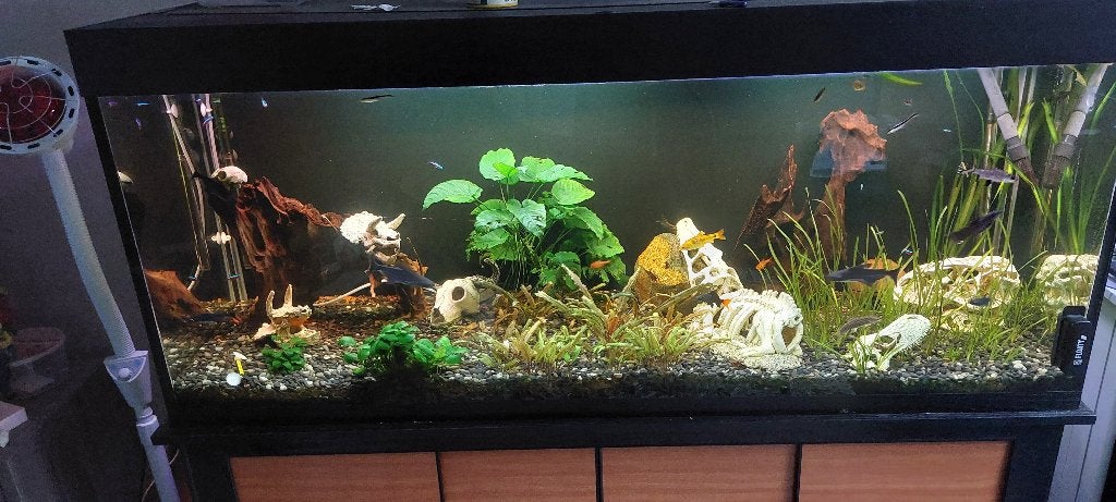 Groot aquarium met onderkast, Enlèvement, Plantes incluses, Utilisé, Aquarium d'eau douce rempli