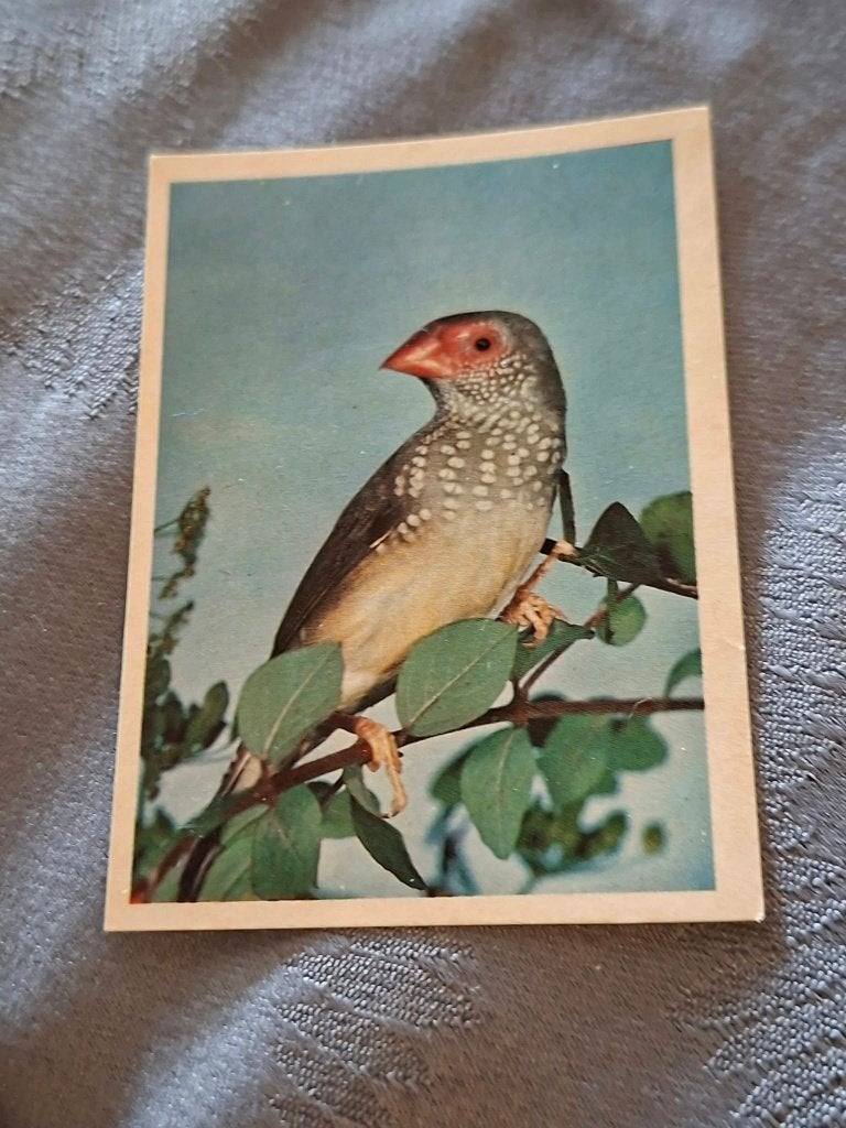 Prentje/Chromo : gebieste astrild, Ophalen of Verzenden, Gebruikt, Dier, Prent