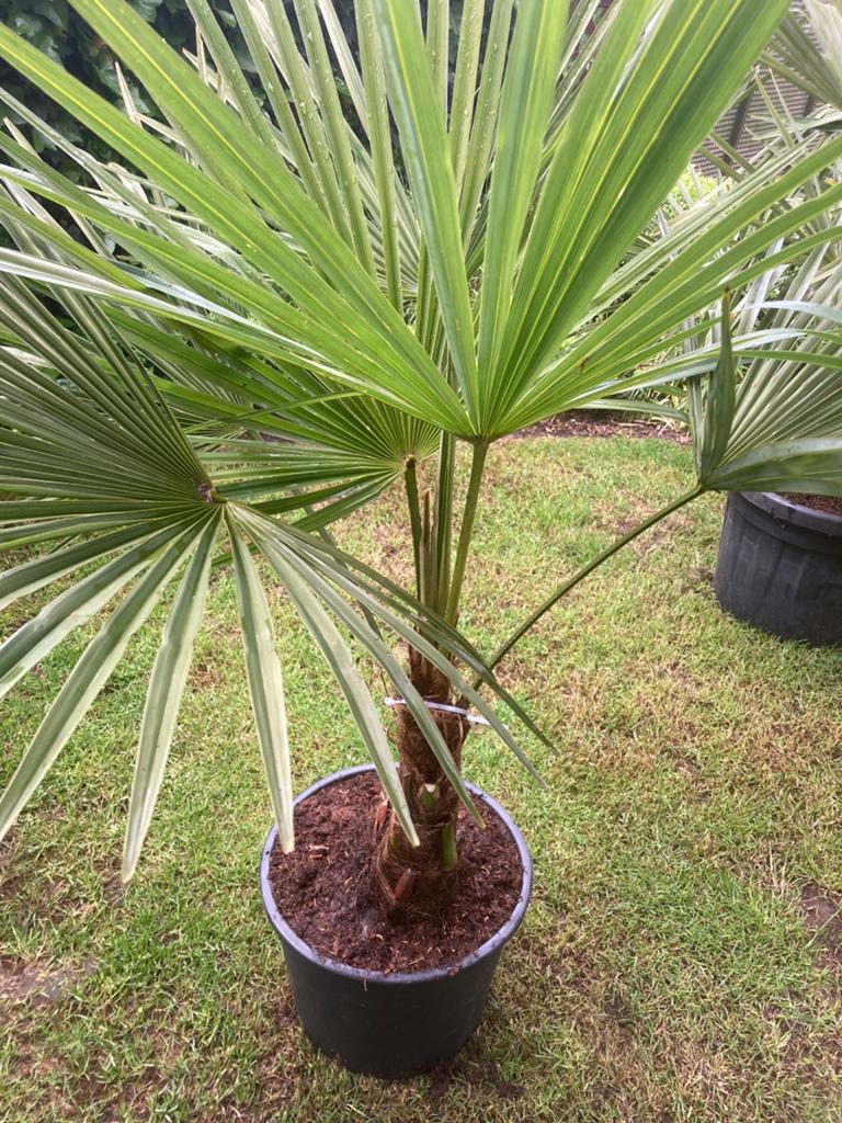 Palmboom in pot, Tuin en Terras, Planten | Tuinplanten, Ophalen