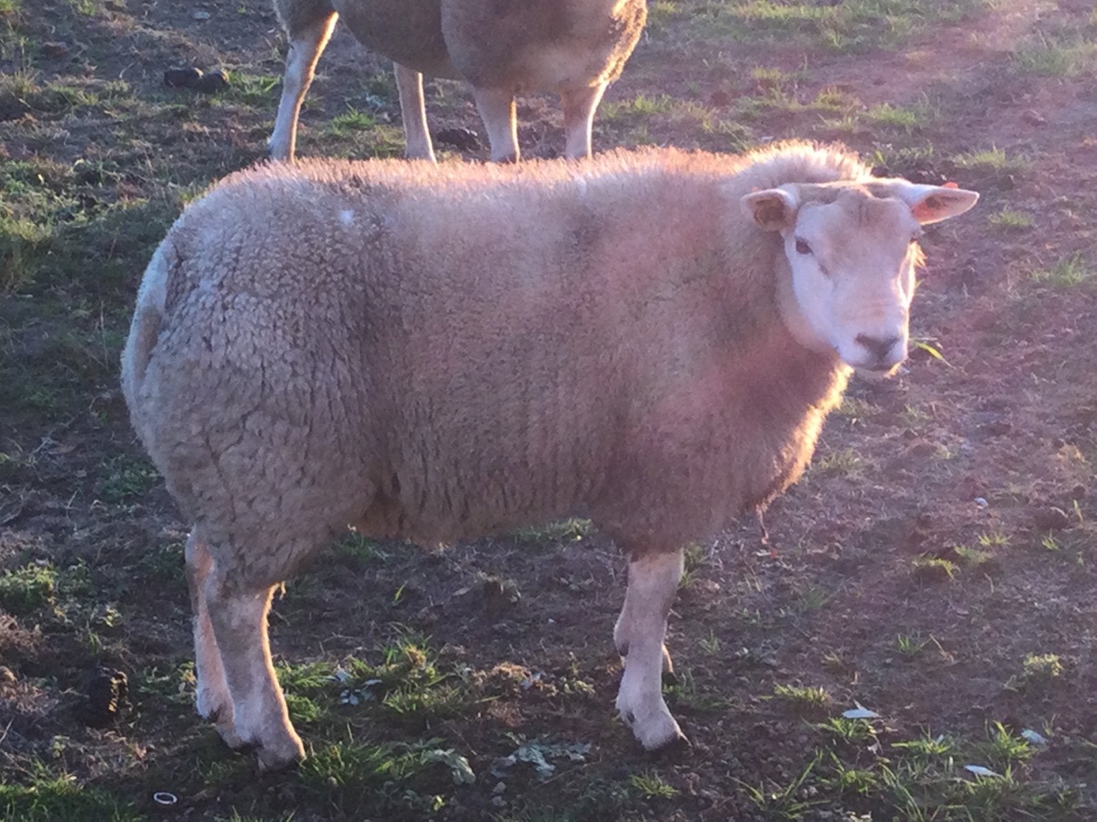 Schaap te koop, Dieren en Toebehoren, Mannelijk, Schaap, 0 tot 2 jaar