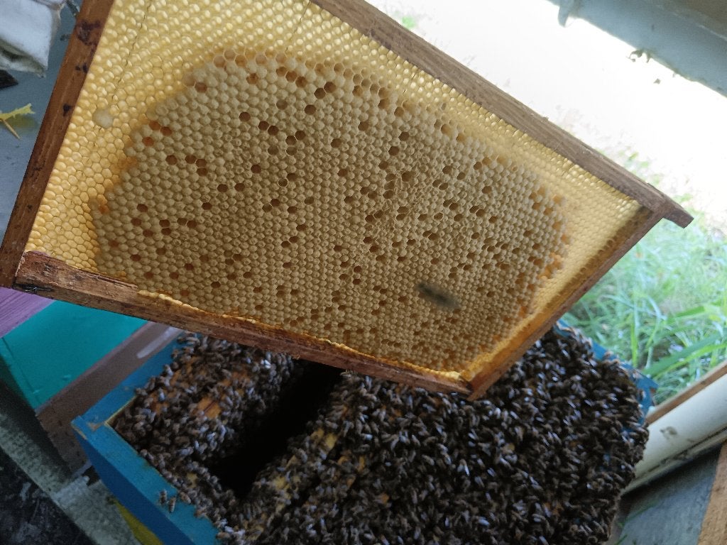 Abeilles à vendre à Buckfast et Carnica, Animaux & Accessoires, Abeilles