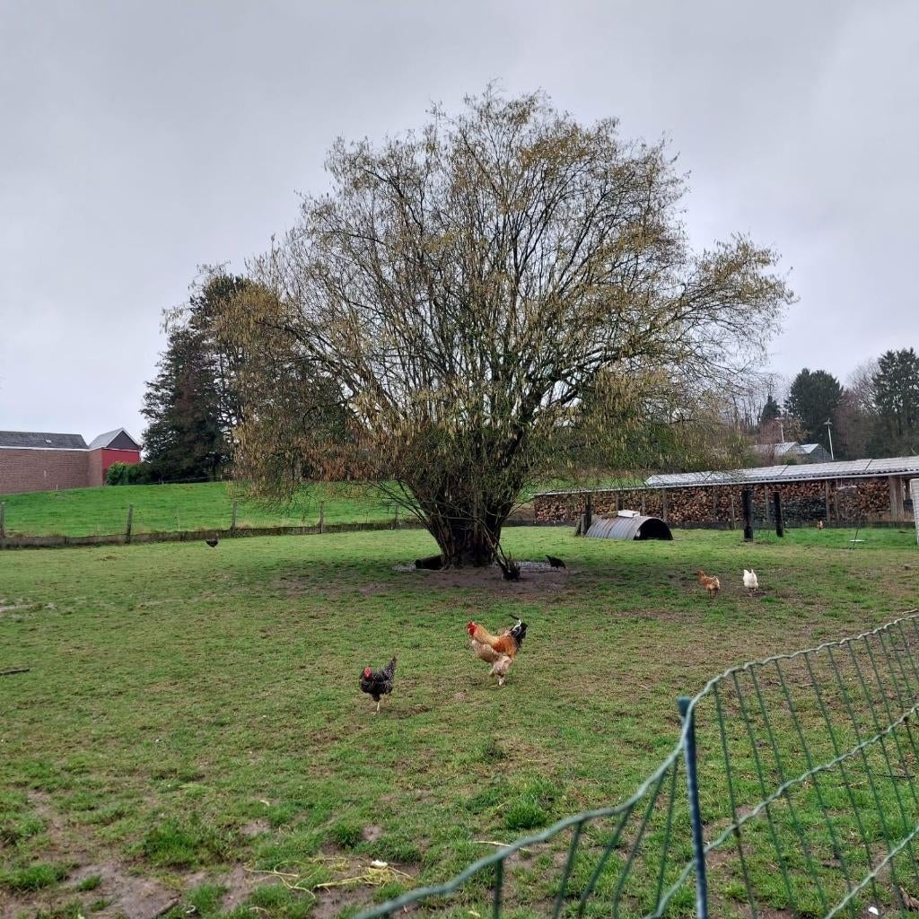 Te koop bouwgrond, Immo, Gronden en Bouwgronden, Duisburg, Verkoop zonder makelaar, 1000 tot 1500 m²