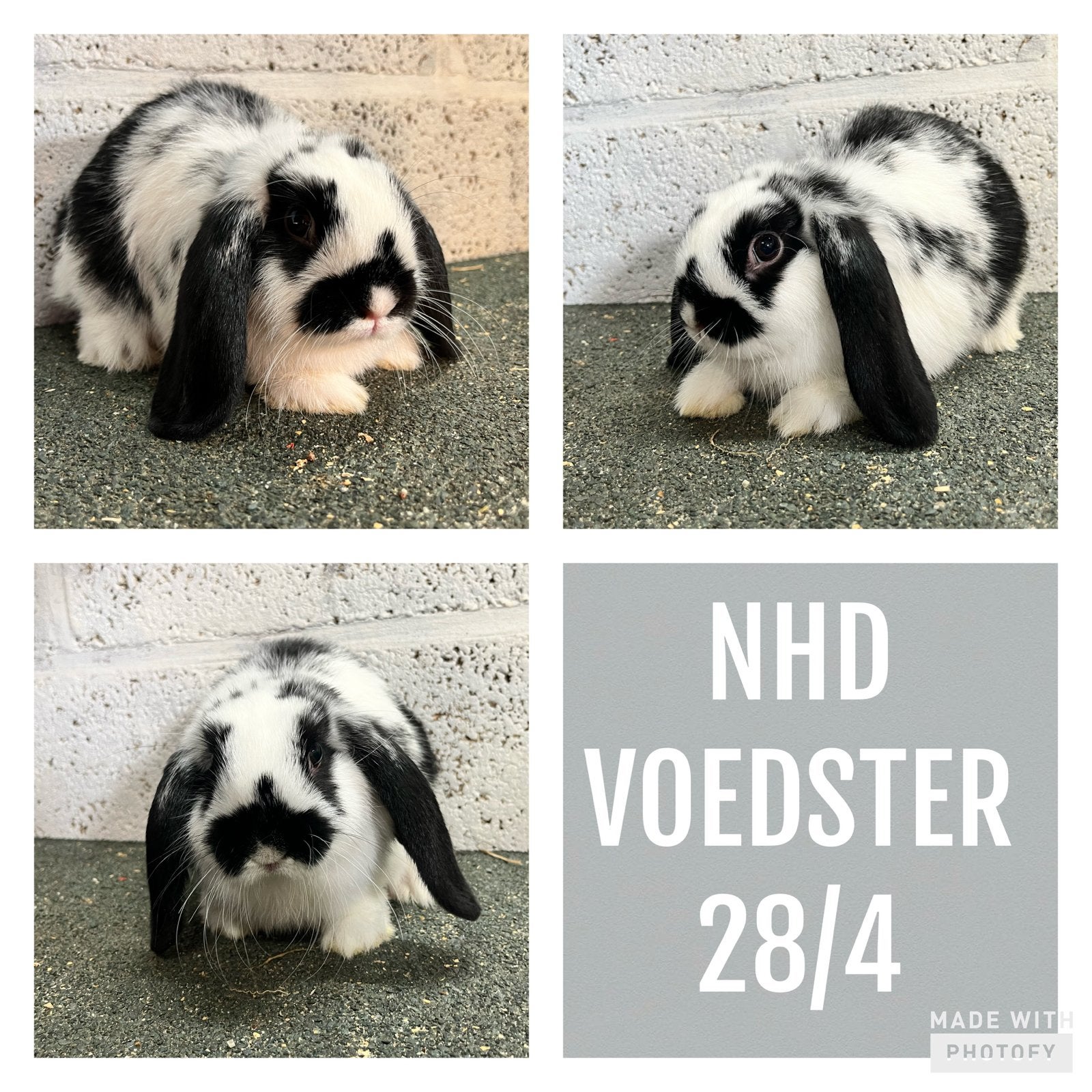 Minilop en NHD dwergkonijntjes, Dieren en Toebehoren, Konijnen, Klein, Meerdere dieren, 0 tot 2 jaar, Hangoor