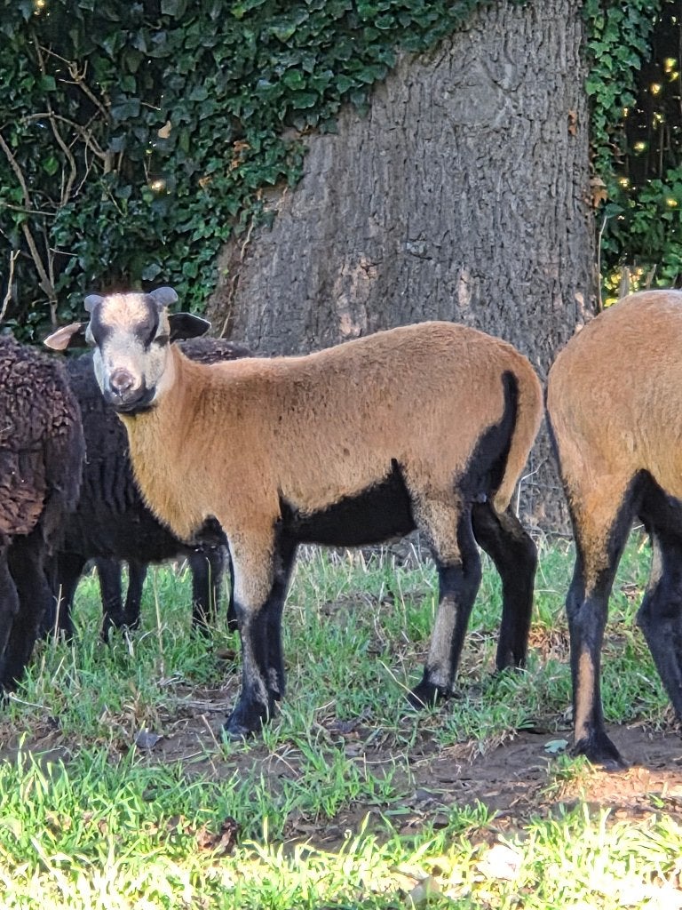 Blackbelly, Mannelijk, Schaap, 0 tot 2 jaar
