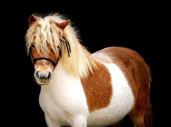 Halve stal pony aangeboden NINOVE, Dieren en Toebehoren, Mei, Vrouwelijk
