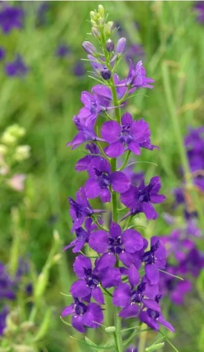 10 zaden eenjarige Delphinium consolida - ridderspoor, Verzenden, Voorjaar, Zaad
