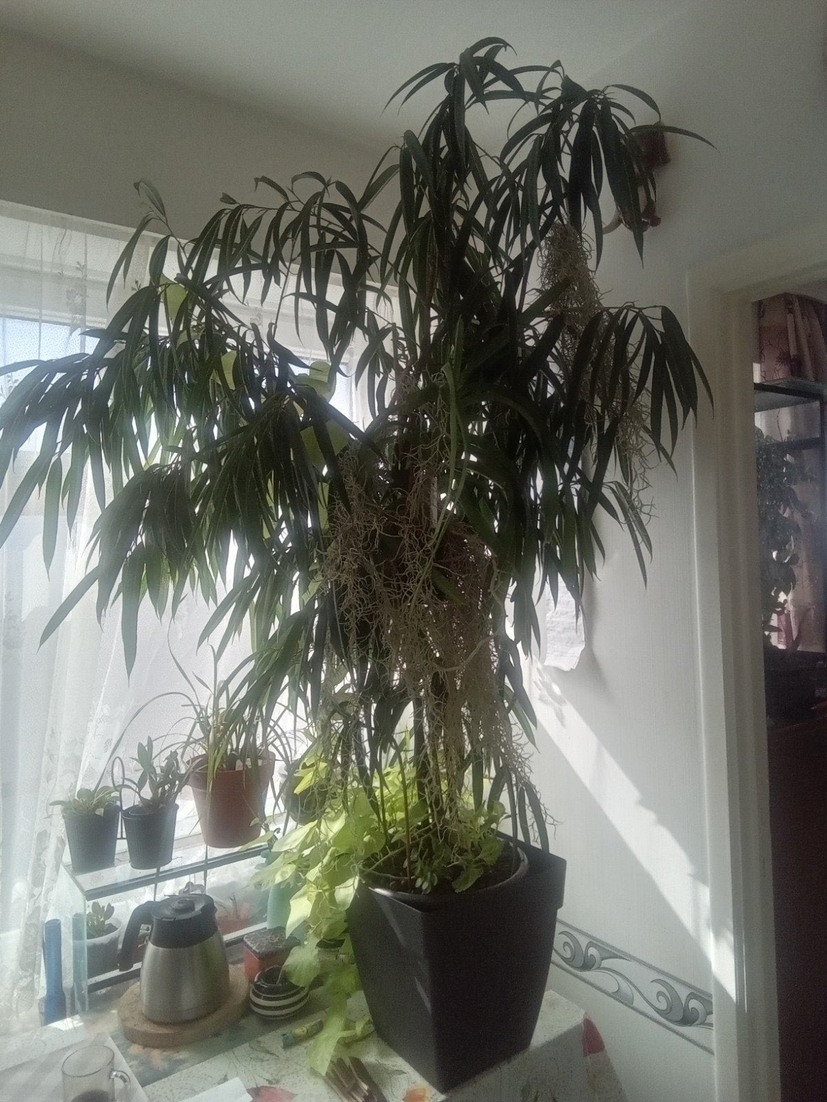 Ficus, Enlèvement, Ficus