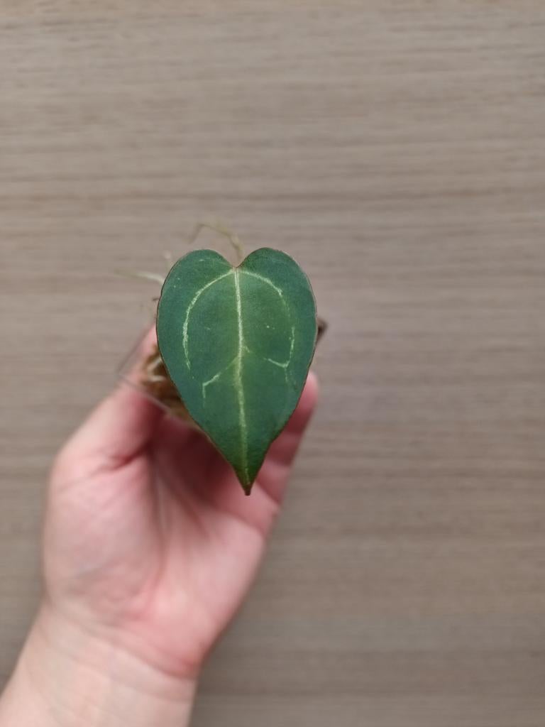 Anthurium magnificum x papillilaminum, Enlèvement ou Envoi