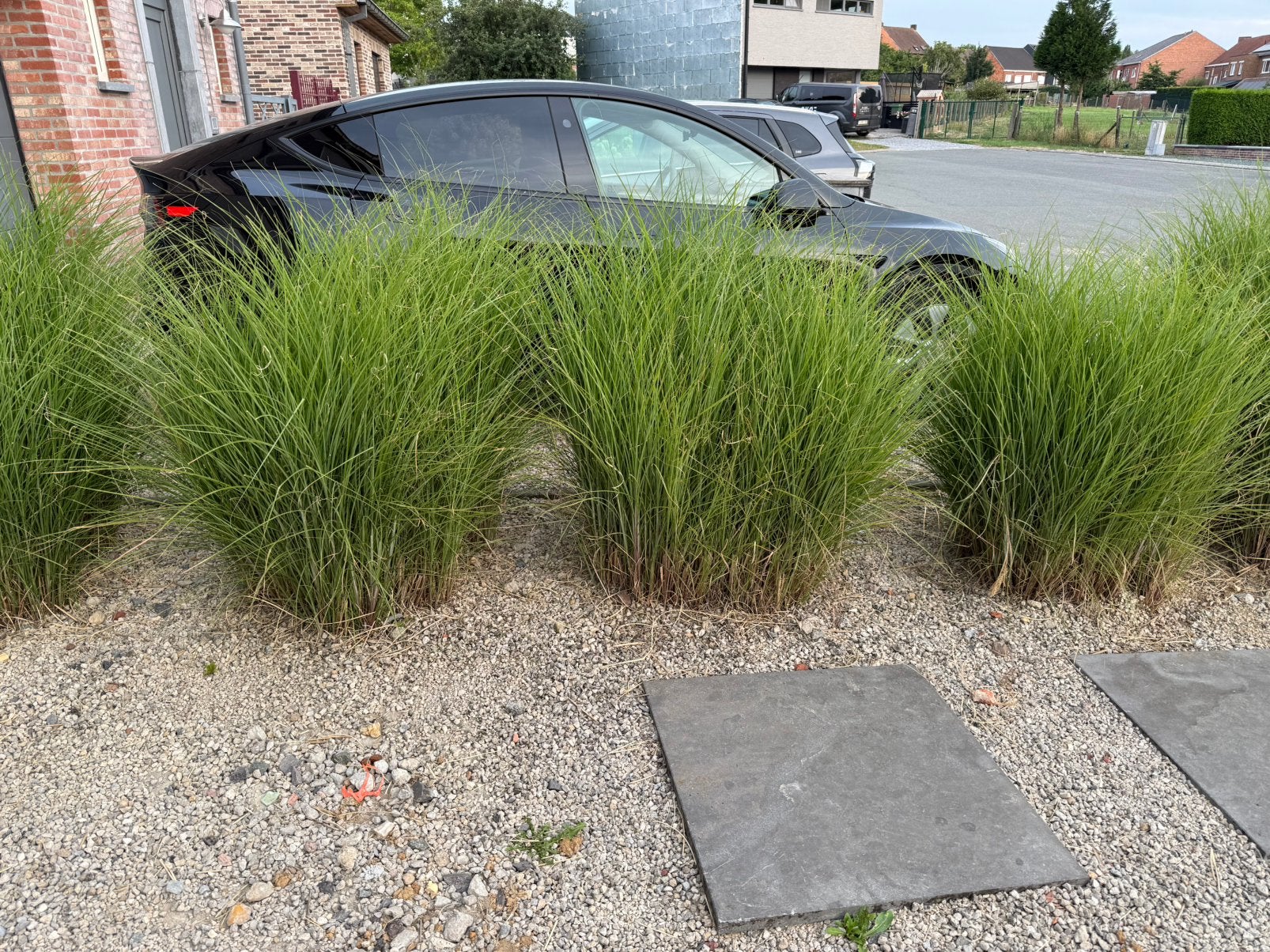 Siergrassen gratis op te halen, Tuin en Terras, Planten | Tuinplanten, Ophalen, Siergrassen