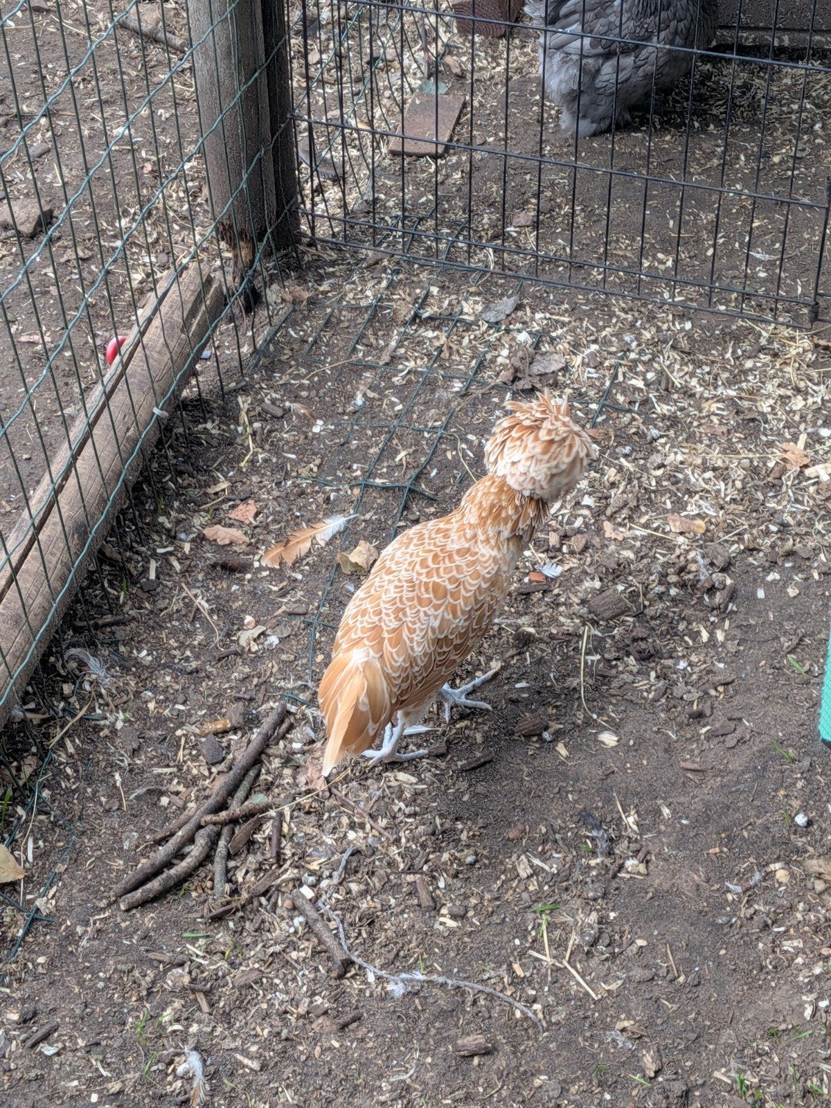 kuifhoen, Dieren en Toebehoren