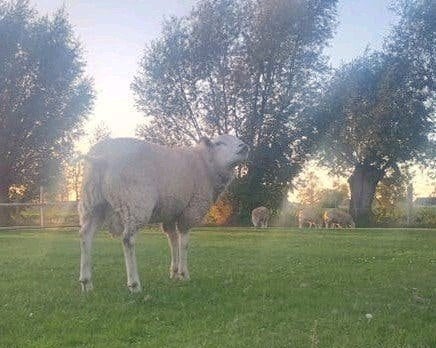 Lieve handtamme ram, Dieren en Toebehoren, Mannelijk, Schaap, 0 tot 2 jaar
