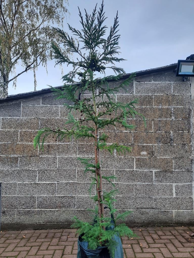 Cryptomeria japonica / Japanse cypres bomen: 2 meter hoog, En pot, Plein soleil, Autres espèces, Enlèvement