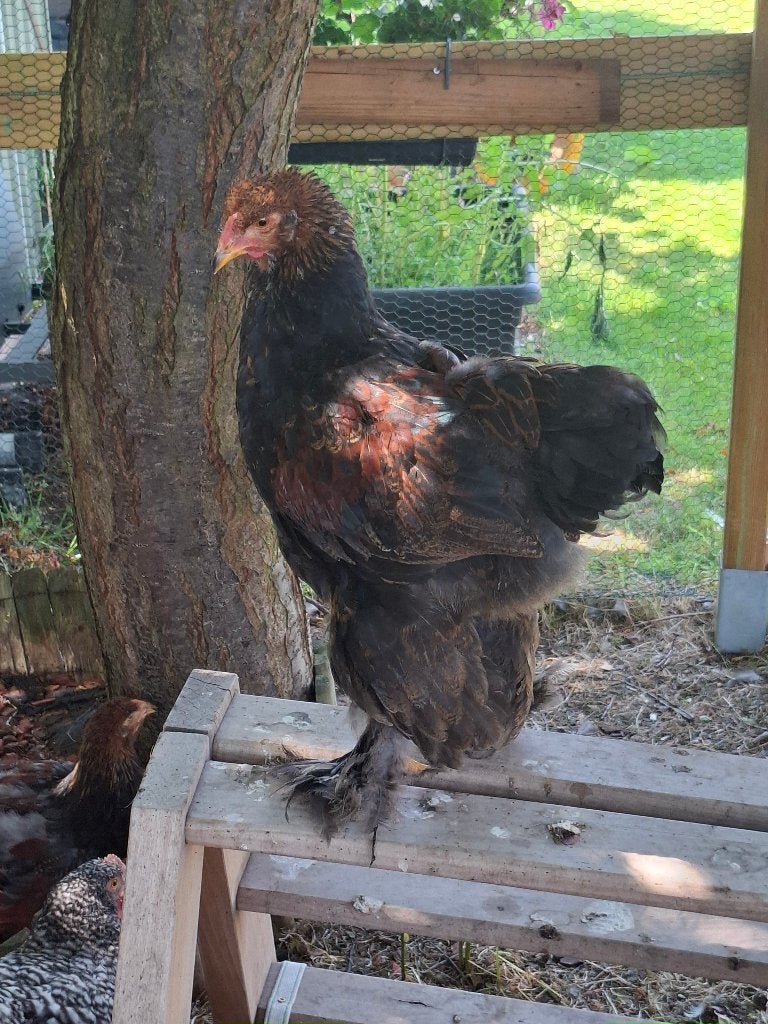 Brahma Goudpatrijs Haan, Dieren en Toebehoren
