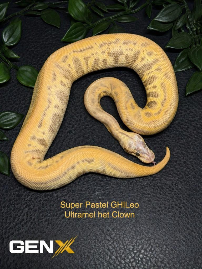 1.0 Super Pastel GHI Leo Ultramel het Clown Koningspython, Dieren en Toebehoren, Reptielen en Amfibieën, Slang, Tam, 0 tot 2 jaar