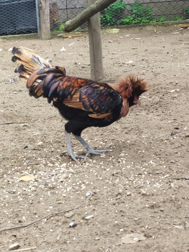Padua haan, Animaux & Accessoires, Mâle, Poule ou poulet