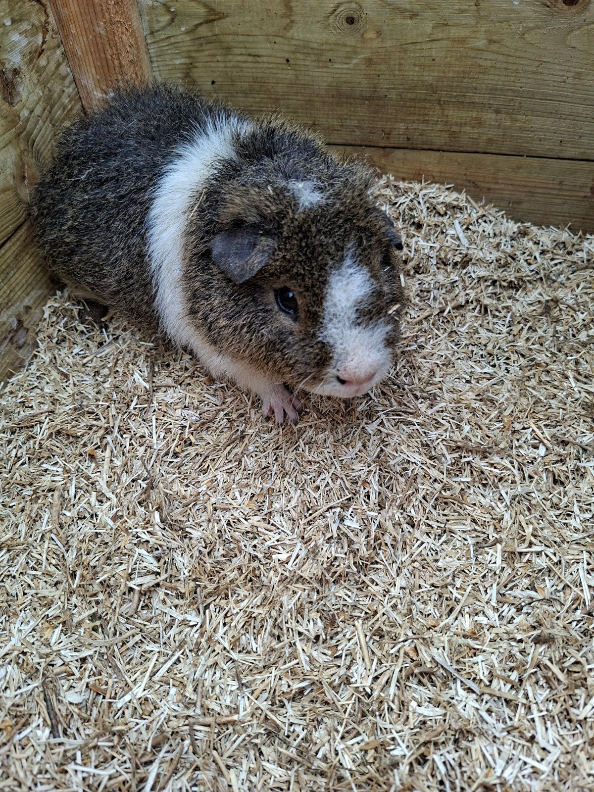 Rex caviabeer te koop, Dieren en Toebehoren, Knaagdieren, Januari, Mannelijk, Cavia