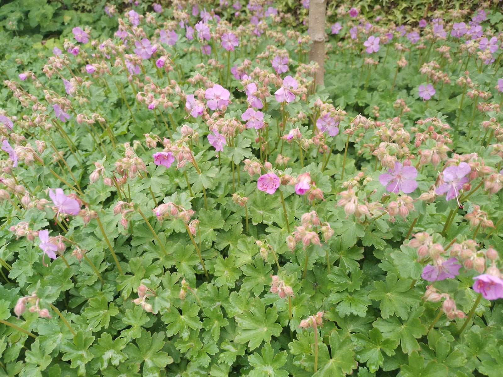 Geraniums, Tuin en Terras, Planten | Tuinplanten, Ophalen, Bodembedekkers, Volle zon, Vaste plant