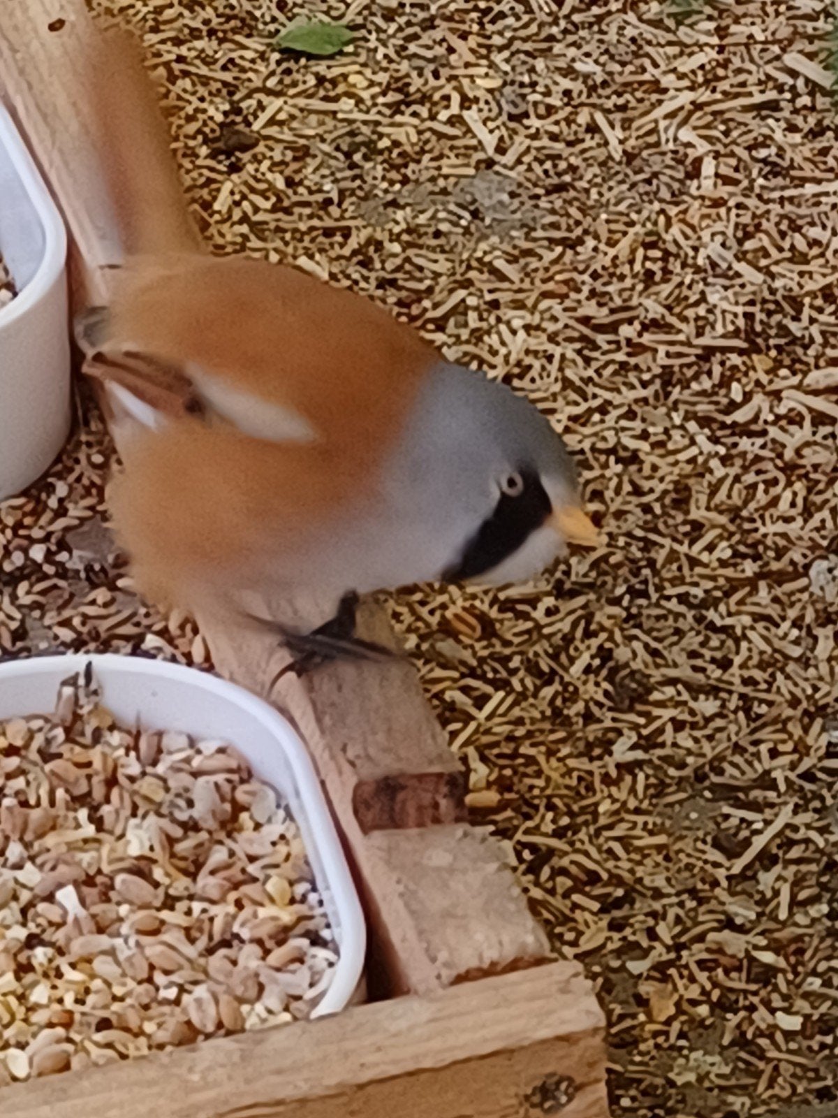 Baardman man, Dieren en Toebehoren, Vogels | Overige Vogels, Geringd
