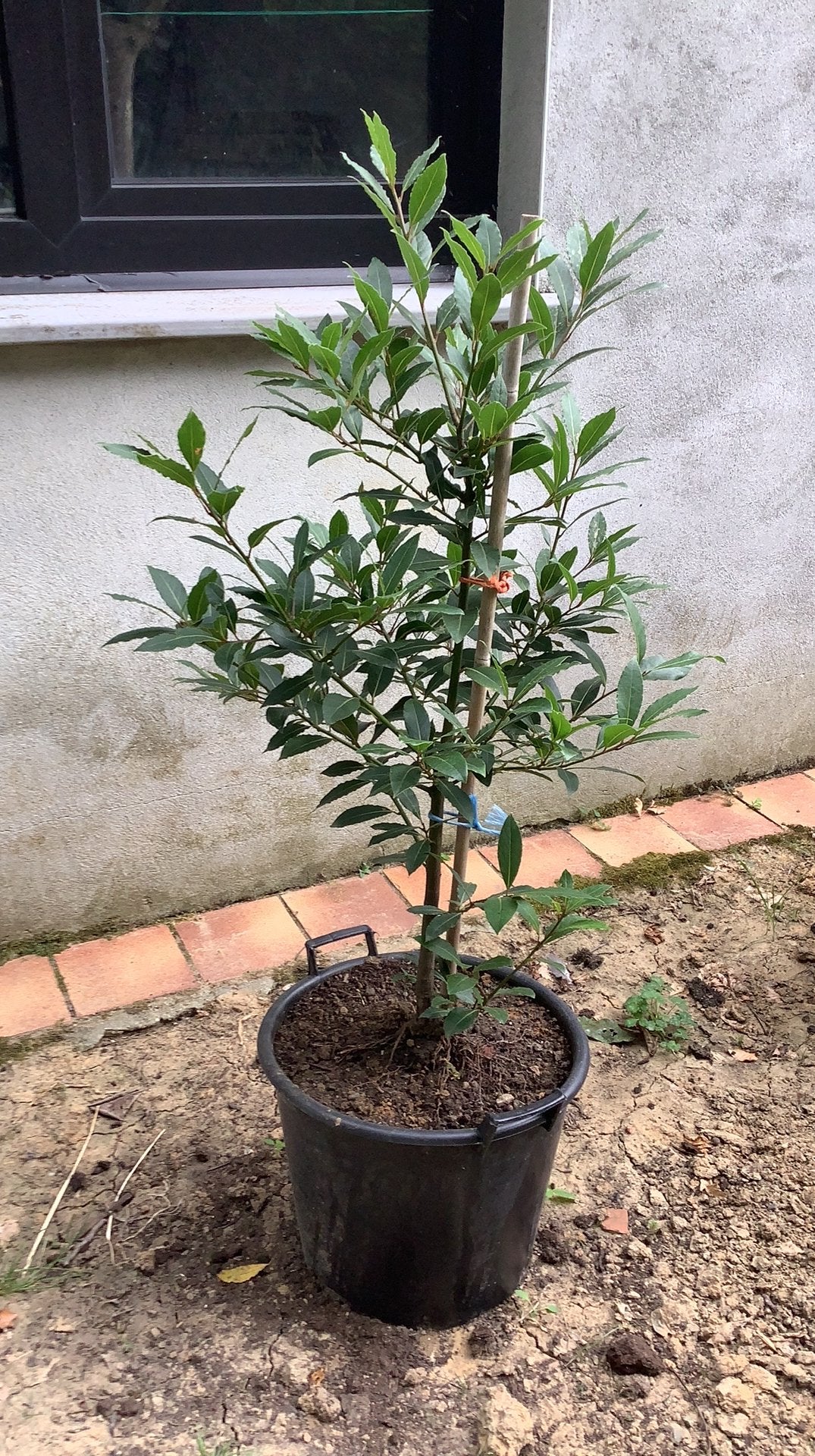 Laurierboom, Ophalen